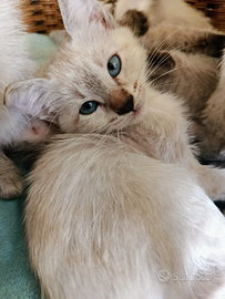 Cuccioli siamese thai