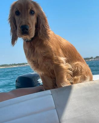 Monta cocker spaniel inglese [maschio]
