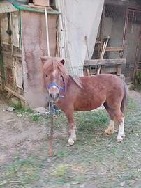 Pony femmina