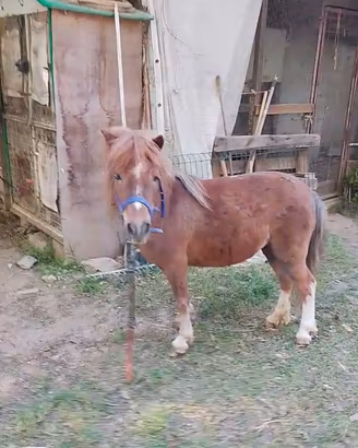 Pony femmina