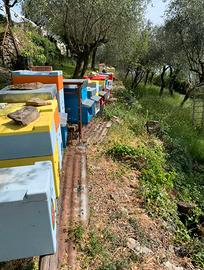 Arnie per api da 6 e da 10 telaini