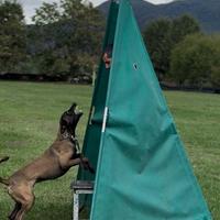 Cuccioli di Malinois