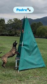 Cuccioli di Malinois