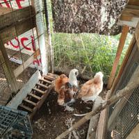 Incroci marans di 6 mesi.faverolles puri di 3 mesi