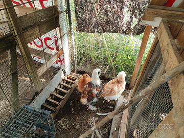 Incroci marans di 6 mesi.faverolles puri di 3 mesi