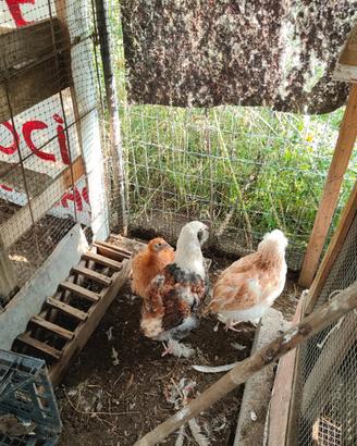 Incroci marans di 6 mesi.faverolles puri di 3 mesi