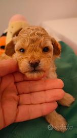 Barboncina fem. Crema