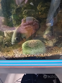 Coppia di Astronotus Ocellatus