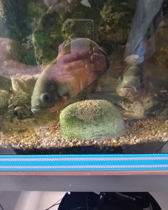 Coppia di Astronotus Ocellatus