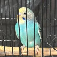 Pappagalli i
