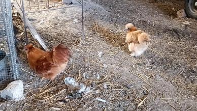 Gallina moroseta