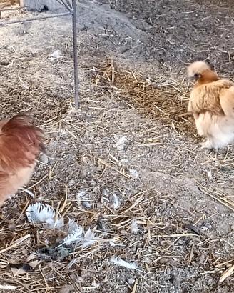 Gallina moroseta