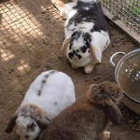 Allevameto arieti nani mini lops