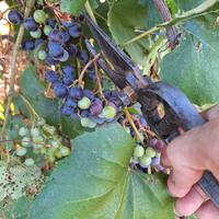 Antica forbice  cesoia secolo XIX Seconda metà 