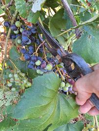 Antica forbice  cesoia secolo XIX Seconda metà 