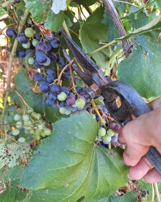 Antica forbice  cesoia secolo XIX Seconda metà 