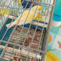 Canarini compresi di gabbia