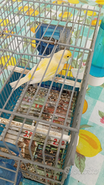 Canarini compresi di gabbia