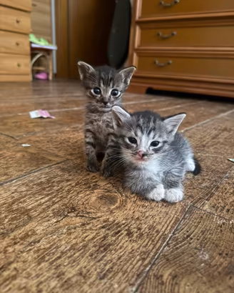 Gattini dolcissimi