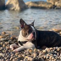 Boston terrier