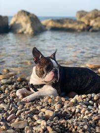 Boston terrier