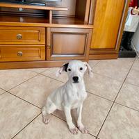 Cucciola Cane taglia medio-piccola