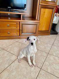 Cucciola Cane taglia medio-piccola