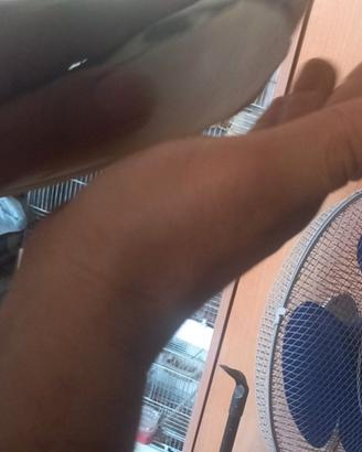 Calopsite maschio allevato a mano