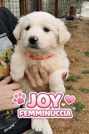 Cuccioli aspettano una casa