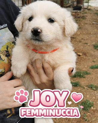 Cuccioli aspettano una casa