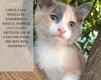 Laila cucciola 