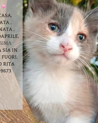 Laila cucciola 