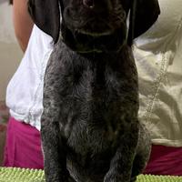 Cuccioli di Drahthaar