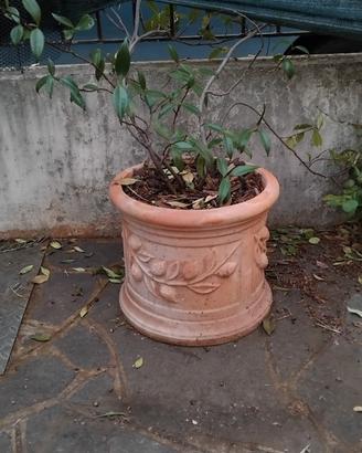 vaso terracotta 