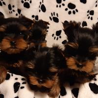 Yorkshire cuccioli Pedigree Enci Microchip Asl