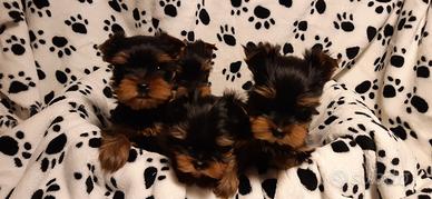 Yorkshire cuccioli Pedigree Enci Microchip Asl