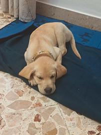 Labrador retriever