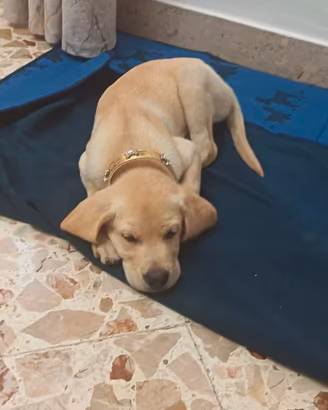 Labrador retriever