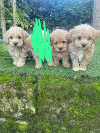 Maschietti di Maltipoo