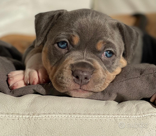 Cucciola Pitbull tricolor