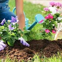 disinfestanti professionale  sul posto 