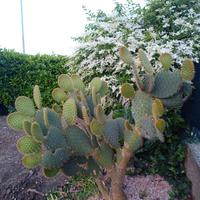 Cactus Opuntia di grandi dimensioni