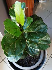 FICUS LYRATA