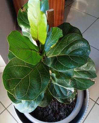 FICUS LYRATA