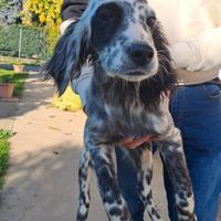 Cuccioli di setter inglese