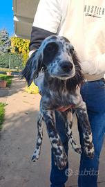 Cuccioli di setter inglese