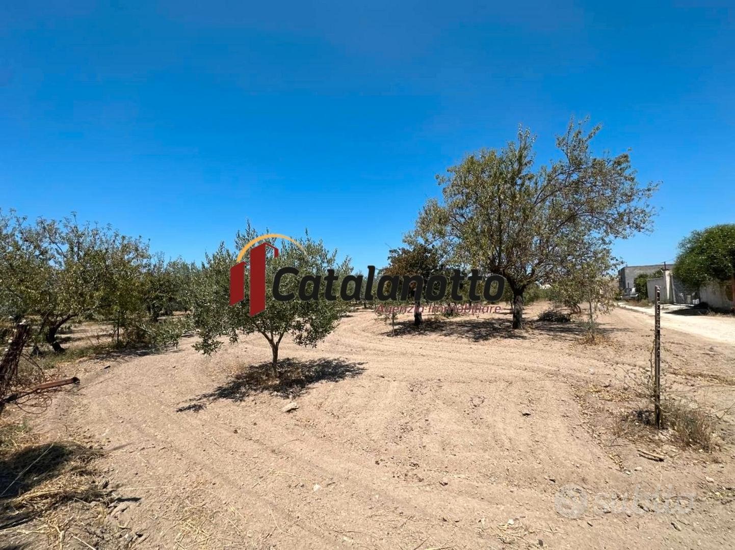 Terreno agricolo con uliveto e magazzino a Castelv - Vista 2