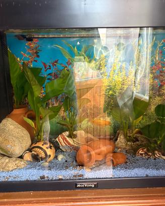 Acquario