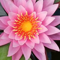 Pianta Acquatica Ninfea