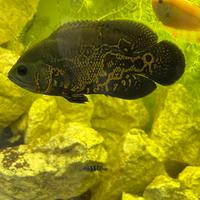 Oscar Ostronotus Tiger